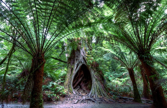 Explora la Great Ocean Road y los Doce Apóstoles - Tour de un día entero - Foto 3